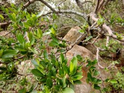 Rothmannia capensis