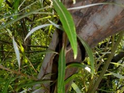 Salix mucronata subsp. woodii young stem