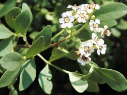 Schrebera alata