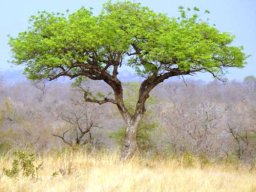 Sclerocarya birrea subsp. caffra