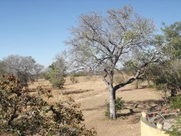 Sclerocarya birrea subsp. caffra bare in winter