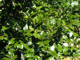 Scolopia mundii leaves