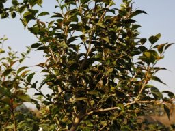 Scolopia mundii