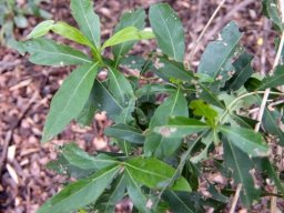 Scolopia zeyheri leaves