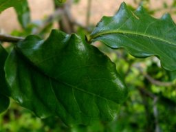 Scutia myrtina leaves