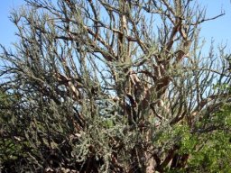 Sesamothamnus lugardii
