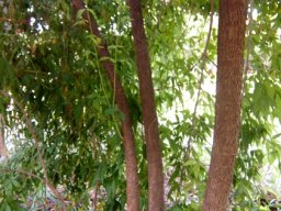 Smodingium argutum stems