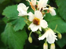 Sparrmannia africana flowers