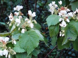 Sparrmannia africana