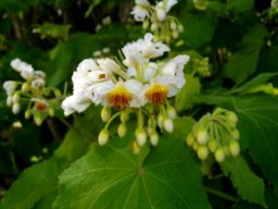 Sparrmannia africana flowers
