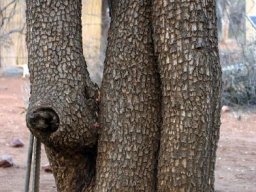 Spirostachys africana bark