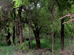 Spirostachys africana trees keeping to themselves