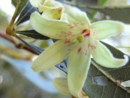 Sterculia alexandri flower