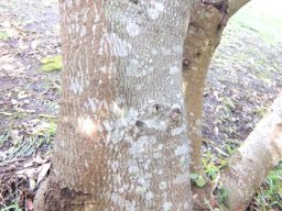 Sterculia alexandri bole base