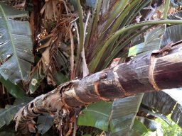 Strelitzia nicolai bare stem