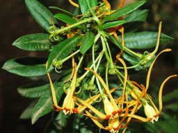 Strophanthus speciosus