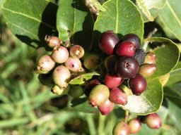 Syzygium cordatum fruit in varying stages of ripening