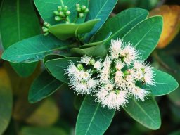 Syzygium cordatum