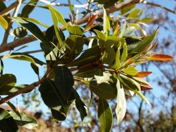 Syzygium guineense subsp. guineense
