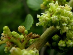 Trema orientalis flowers