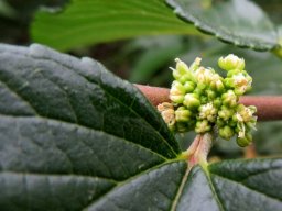 Trema orientalis leaf base