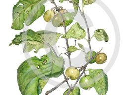 Vangueria infausta subsp. infausta
