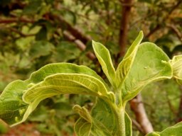 Vangueria infausta subsp. infausta stem-tip
