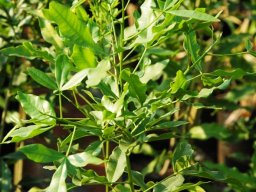 Vepris lanceolata leaves