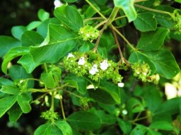 Vitex obovata