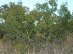 Vitex rehmannii 
