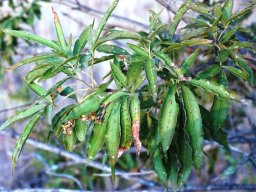 Vitex rehmannii leaves