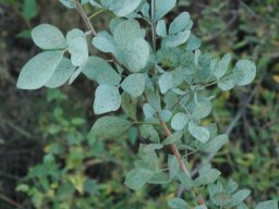 Vitex zeyheri
