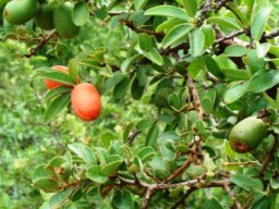 Ximenia caffra