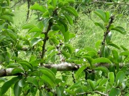 Ximenia caffra var. natalensis branches