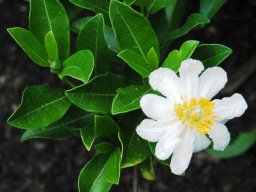 Xylotheca kraussiana