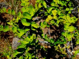 Zanthoxylum capense leaves