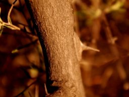 Zanthoxylum capense young stem