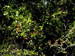 Zanthoxylum capense