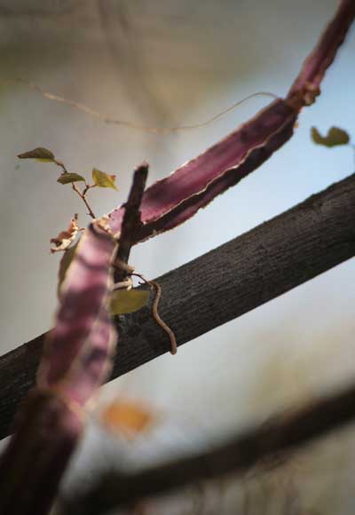 Cissus quadrangularis