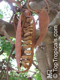 Schotia brachypetala (from toptropicals.com)